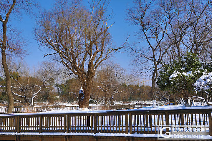 好多人发雪景，我也发个自己拍的南京的雪景哈，雪太大，只能在家门口附近拍拍啦_南京摄影闲聊