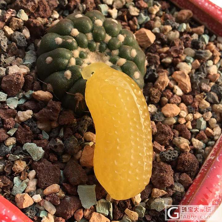做了些好玩的东西_打磨蜜蜡