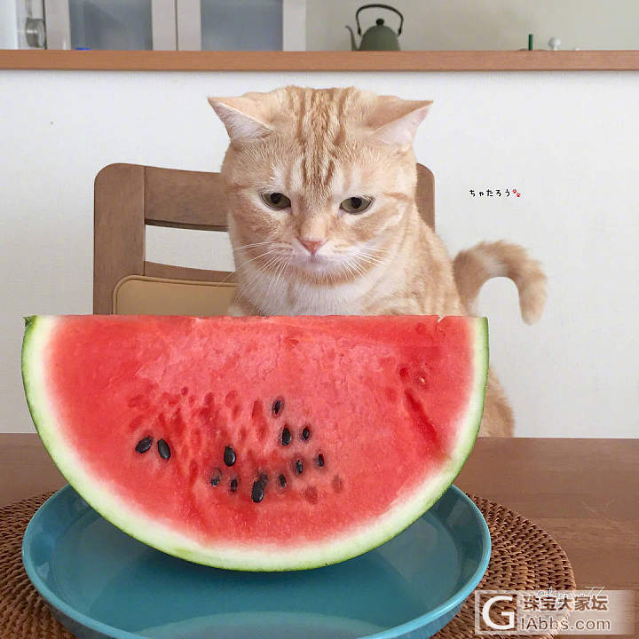 一只小馋猫_猫