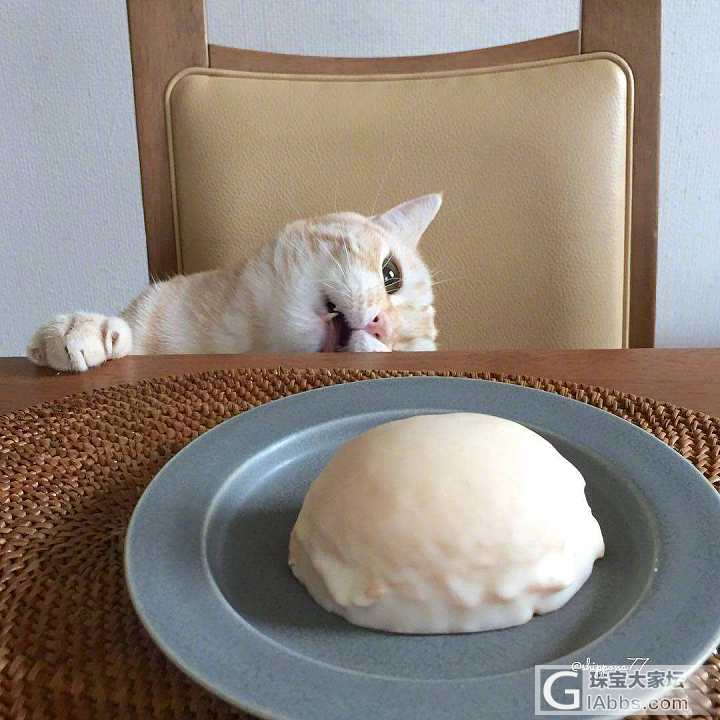 一只小馋猫_猫