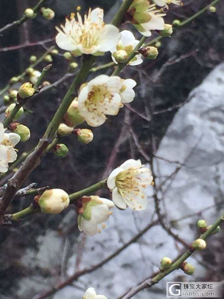 晒晒太阳晒不死_琥珀蜜蜡