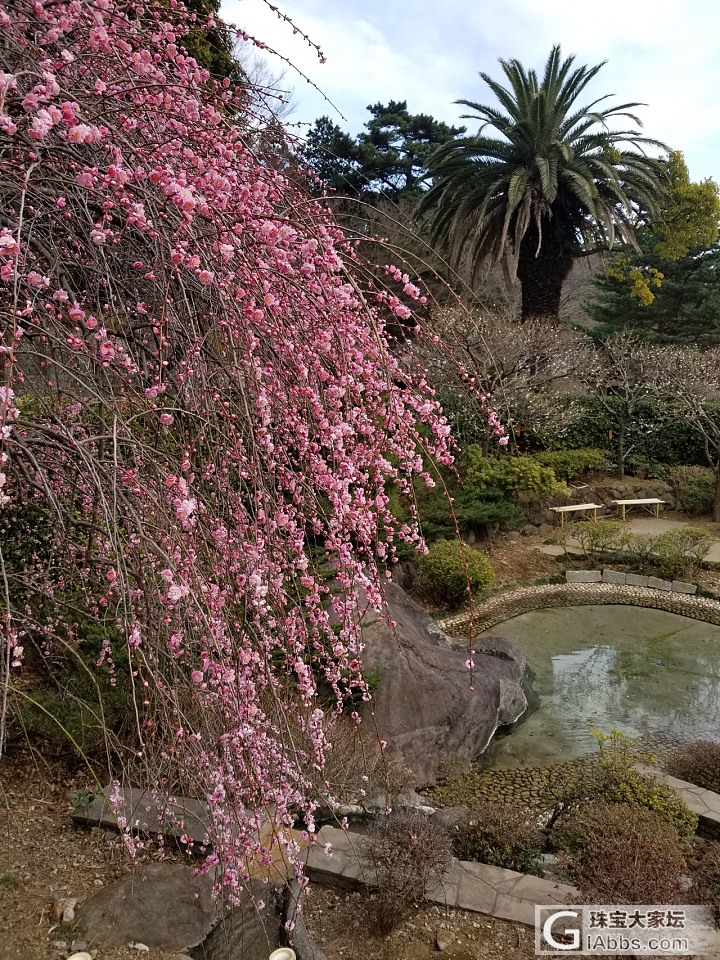 看大家都在赏花，我也发几张梅花樱花的图吧_花