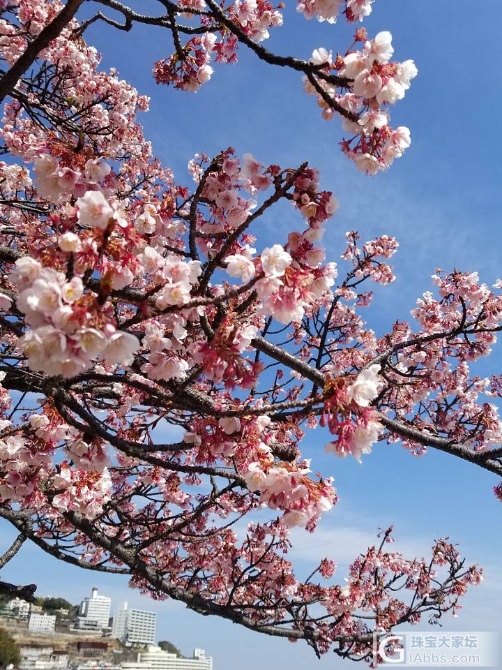 看大家都在赏花，我也发几张梅花樱花的图吧_花