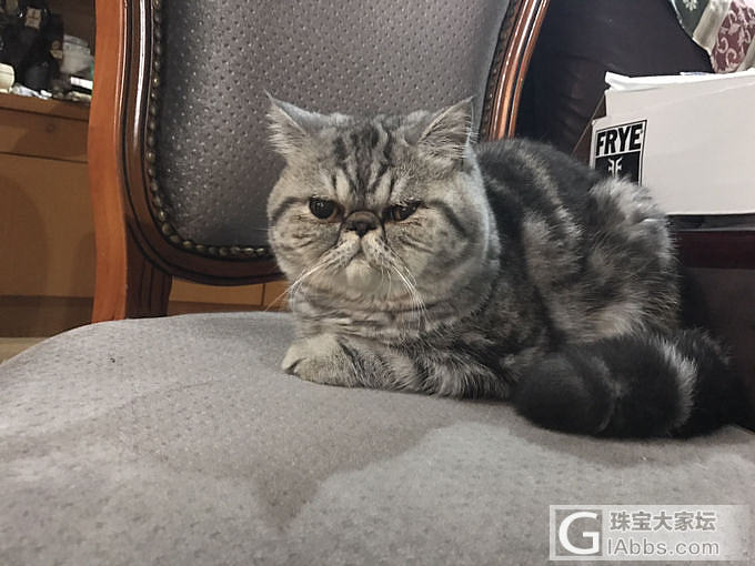 最近ET比较粘我_猫