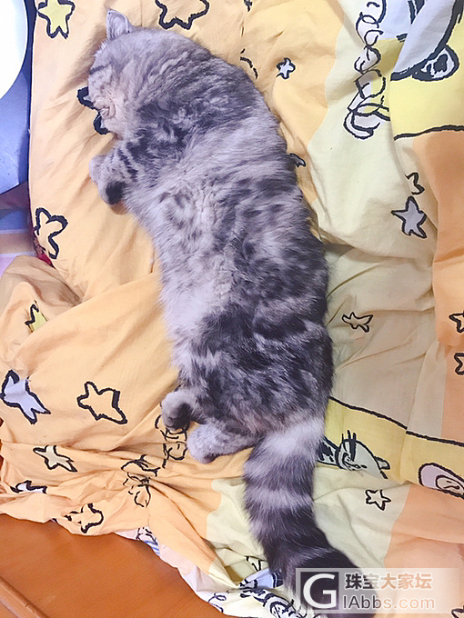 猫呀么猫抱枕(  ˃᷄˶˶̫˶˂᷅  )_猫