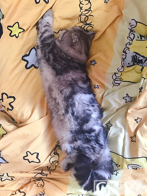 猫呀么猫抱枕(  ˃᷄˶˶̫˶˂᷅  )_猫