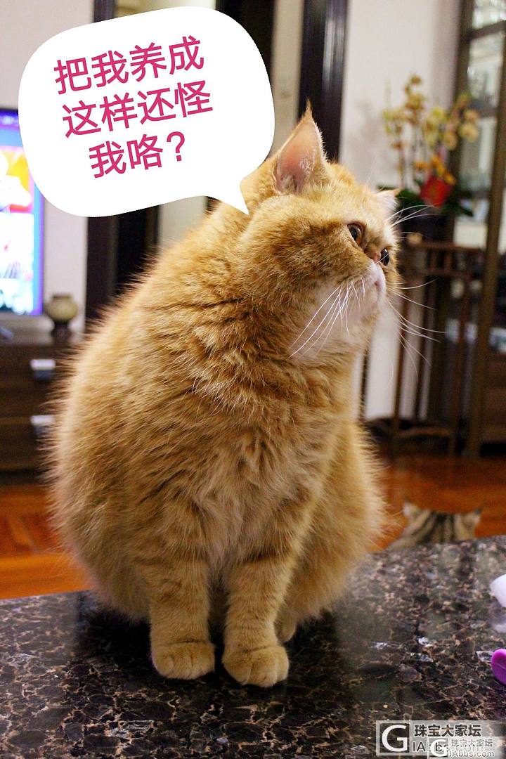 圆得像球了，还吃_猫