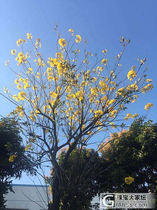 美丽的花儿们_花闲聊