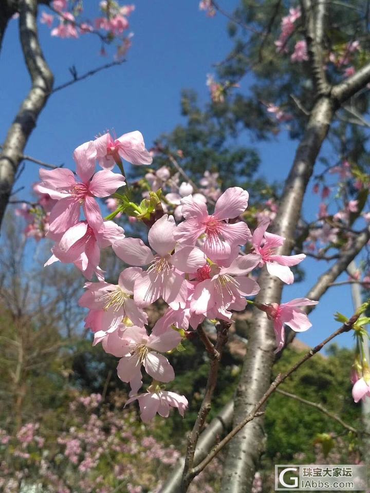 春临羊城，迷失在花花世界中！_广州景色