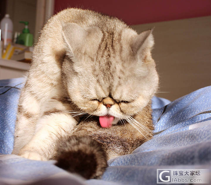 随便给小妹拍几张丑照_猫