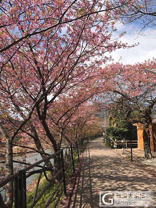 浪漫的樱花季_景色日本旅游