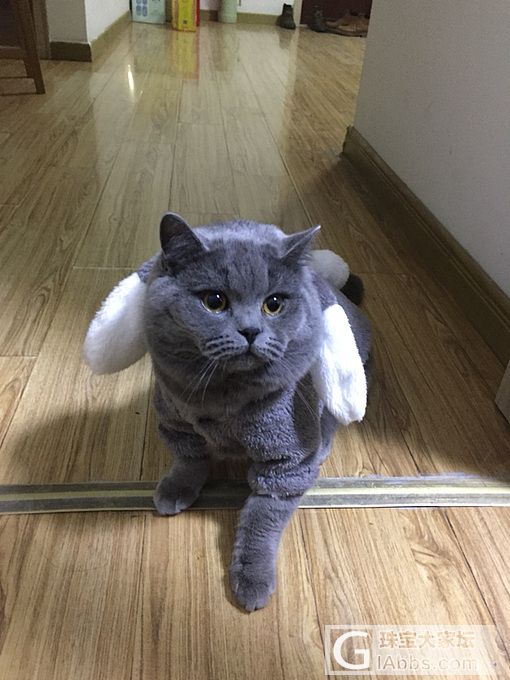 啊哈，新衣服嘛_猫