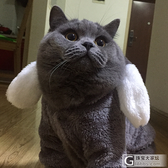 啊哈，新衣服嘛_猫