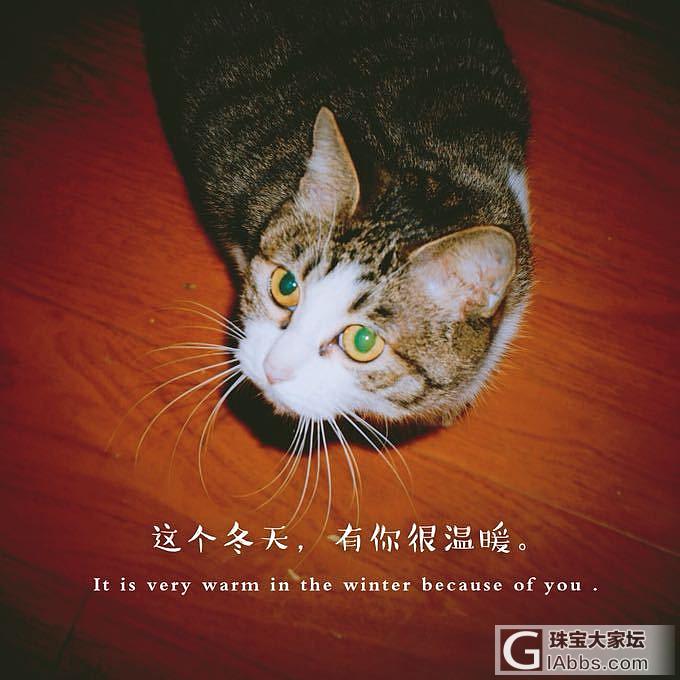 猫咪怀孕流眼泪正常吗？_猫