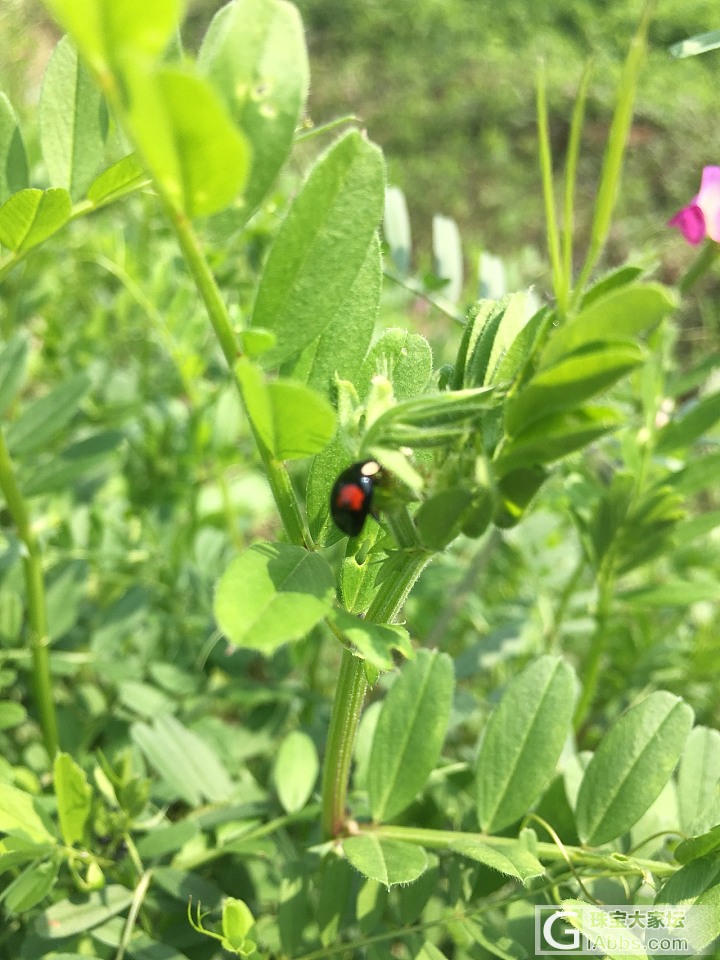 阳春三月天，踏青好时节。_菜园