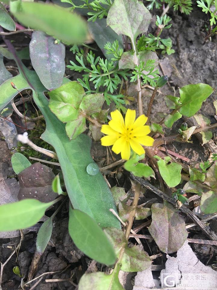 阳春三月天，踏青好时节。_菜园