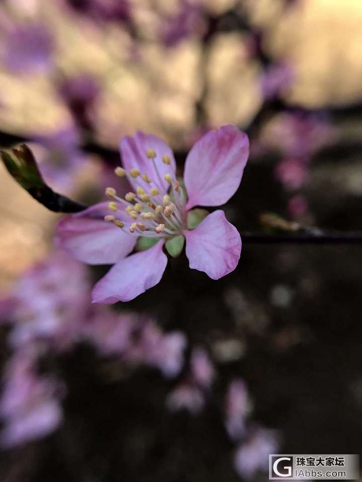 那些花儿～_花摄影