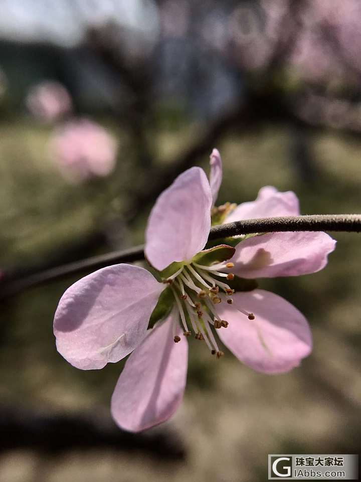 那些花儿～_花摄影