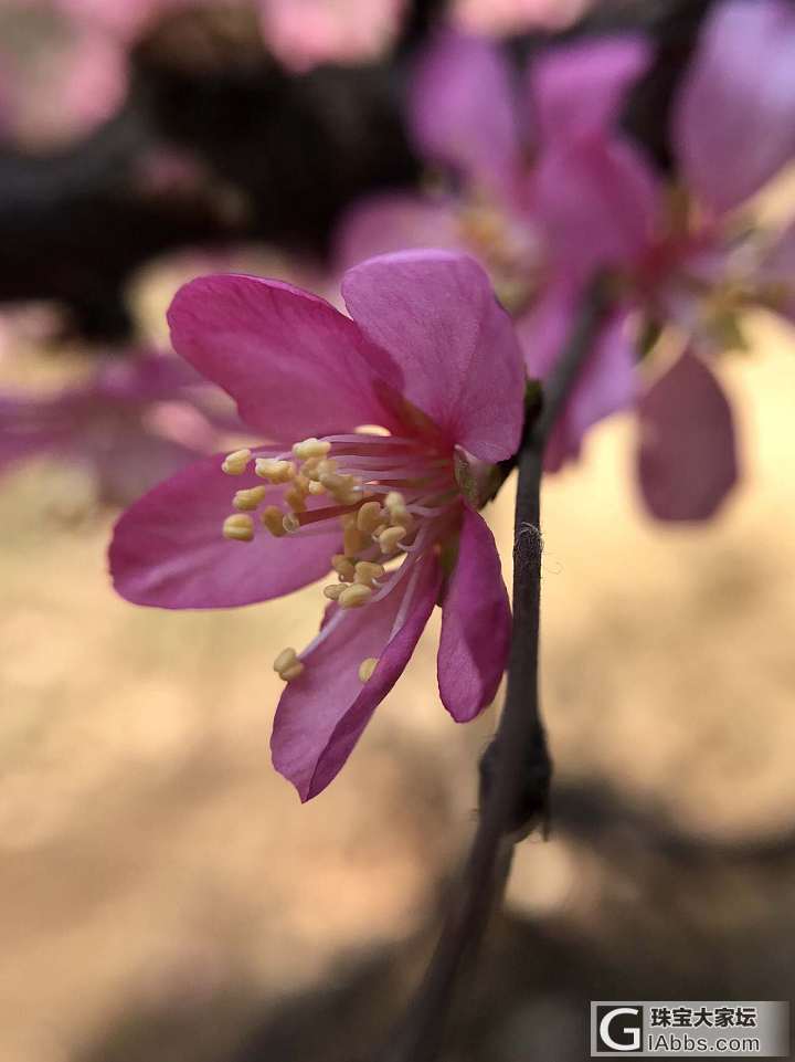 那些花儿～_花摄影