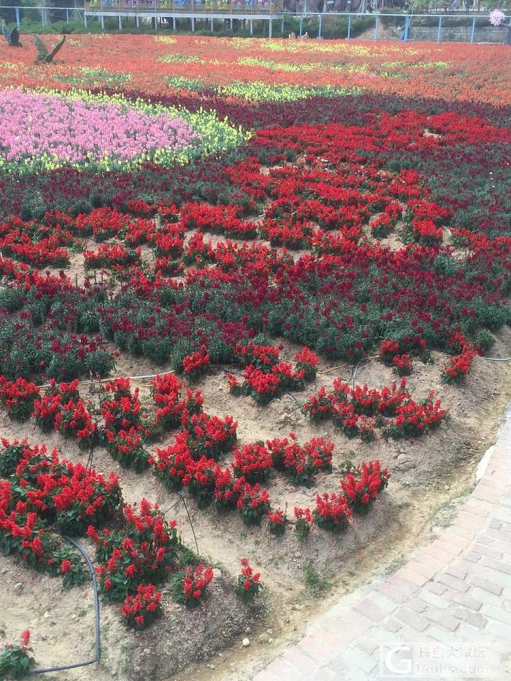 揭阳望天湖这个季节的花好美_花