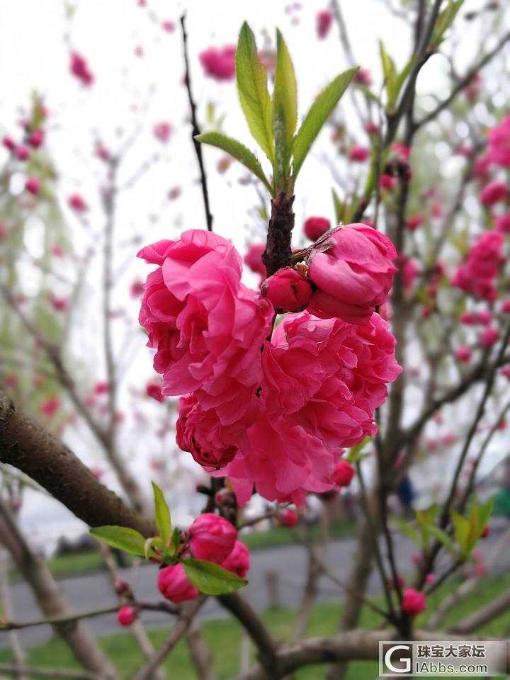 杭州最好的季节来了_景色杭州旅游