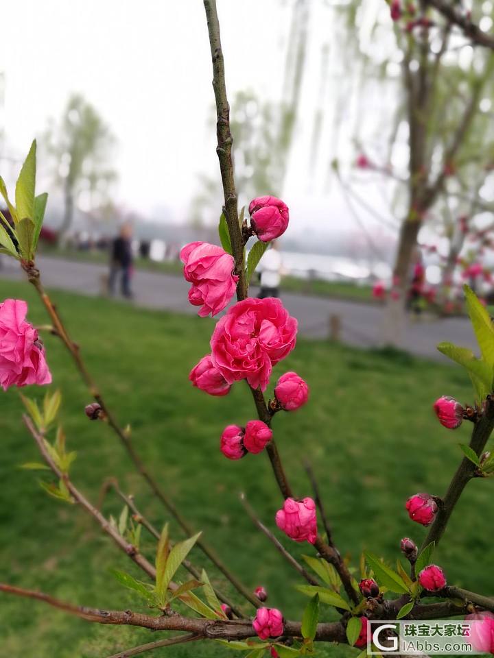 杭州最好的季节来了_景色杭州旅游