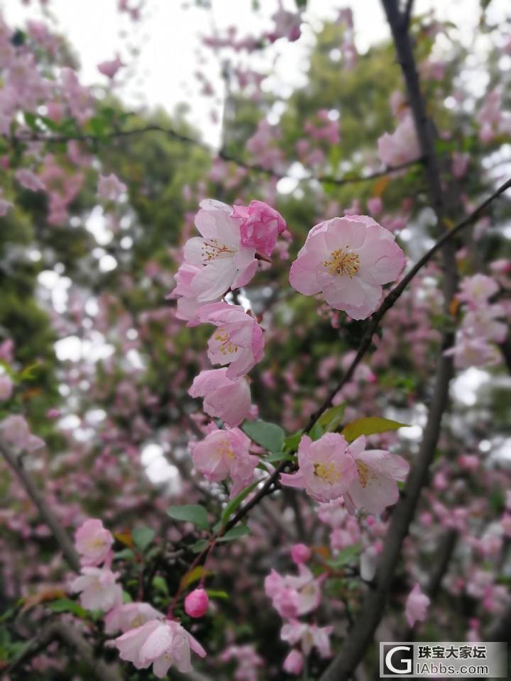 杭州最好的季节来了_景色杭州旅游