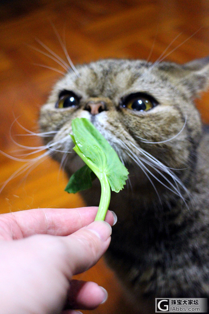 ET专挑嫩的吃_猫