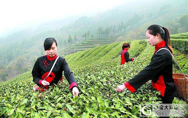 春天就是要等明前茶_闲聊茶叶