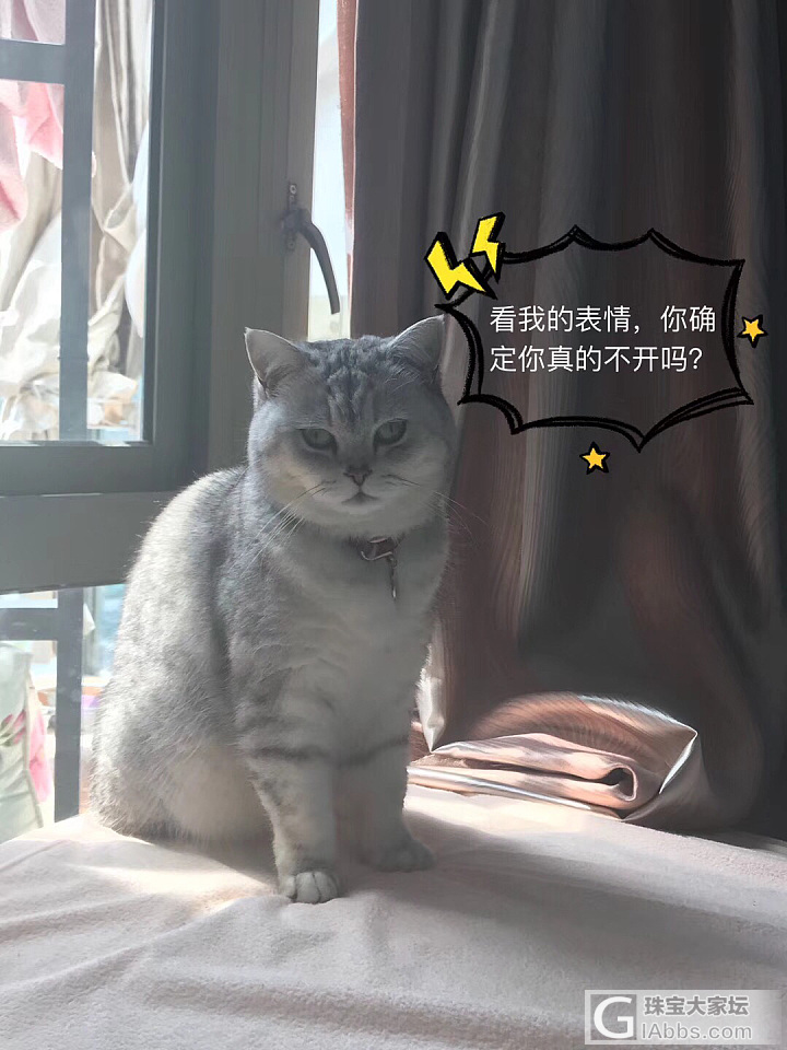 初九：铲屎的，你到底给不给开门！_猫