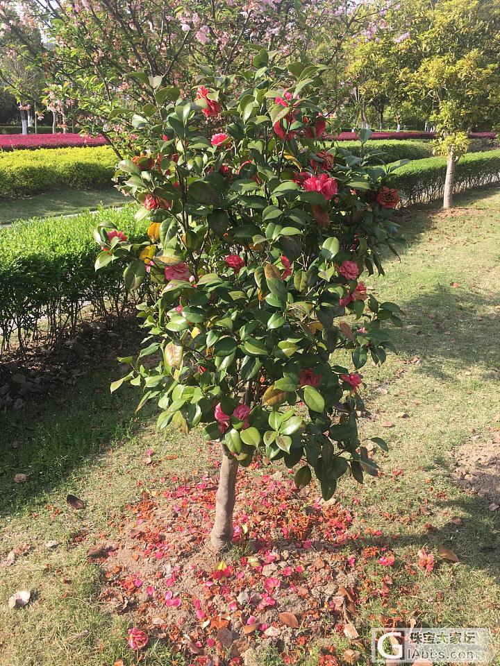 周六继续灵湖，喜欢花_旅游