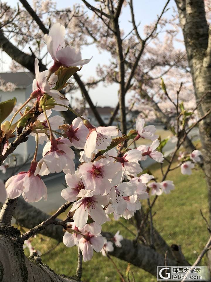 樱花盛开_花