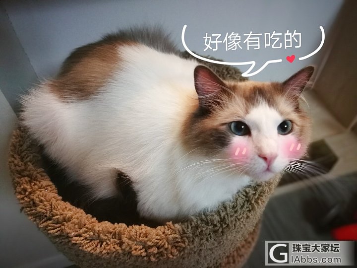 毛孩子過生日_猫