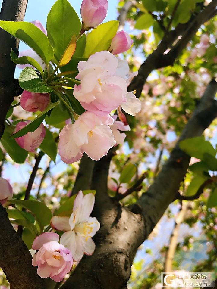 溜溜哒哒 北京的春天2_北京花旅游闲聊