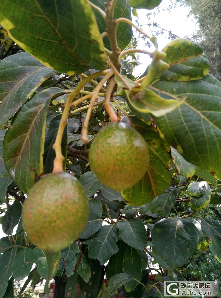 牛油果挂树枝_闲聊果园