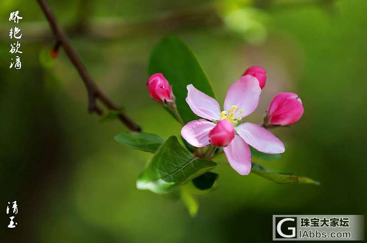 春天，就是拍花的季节_摄影花