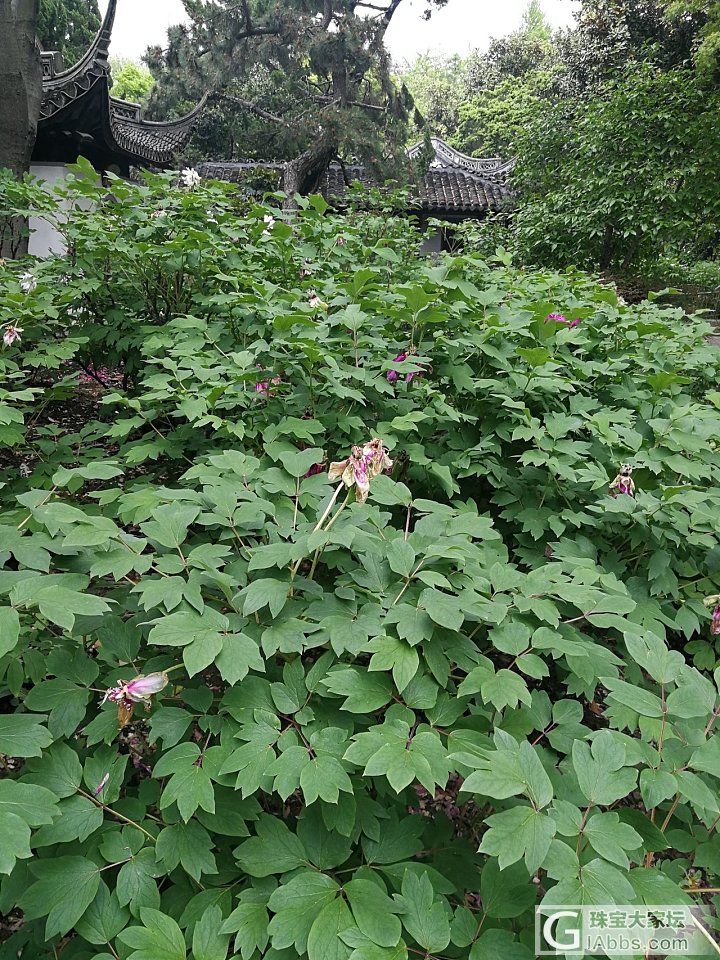 牡丹？芍药？傻傻分不清~_植物