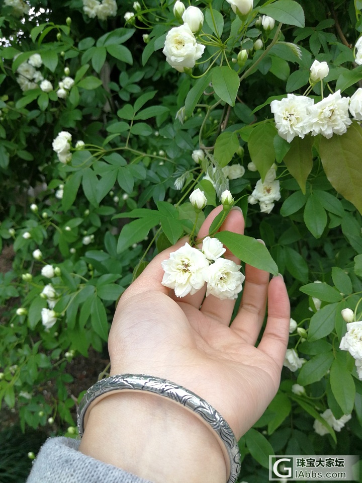 牡丹？芍药？傻傻分不清~_植物