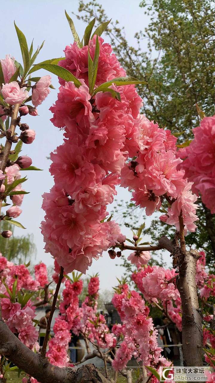 海棠节_花