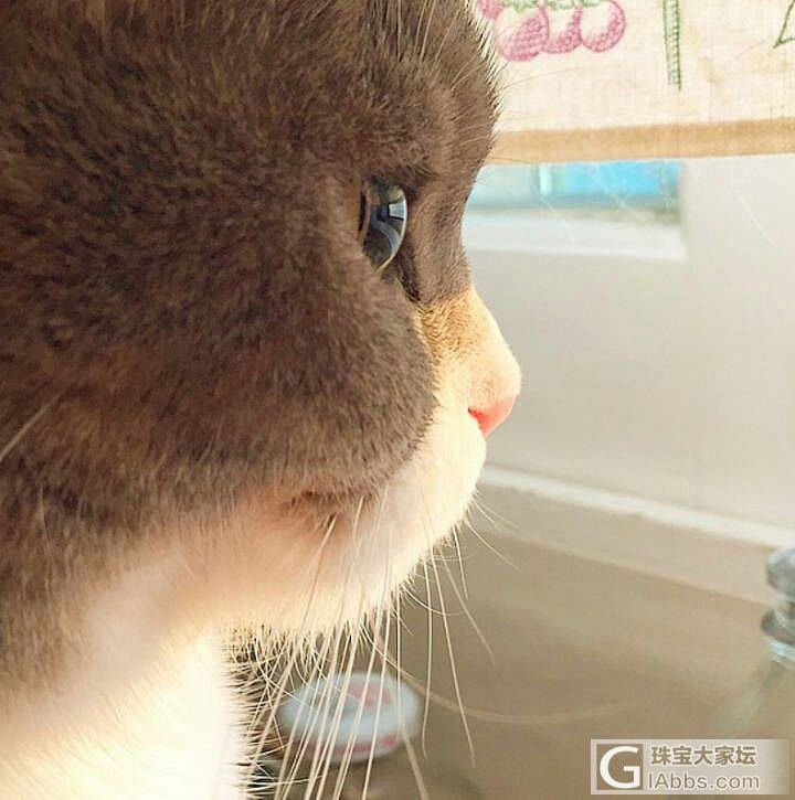 颜值_猫