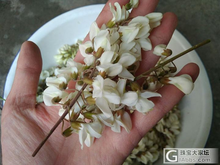 槐花槐花………_食材