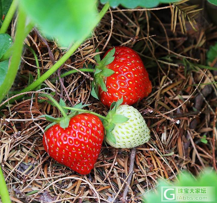 早起的娃有🍓吃，🐦只能边上瞧。_果园