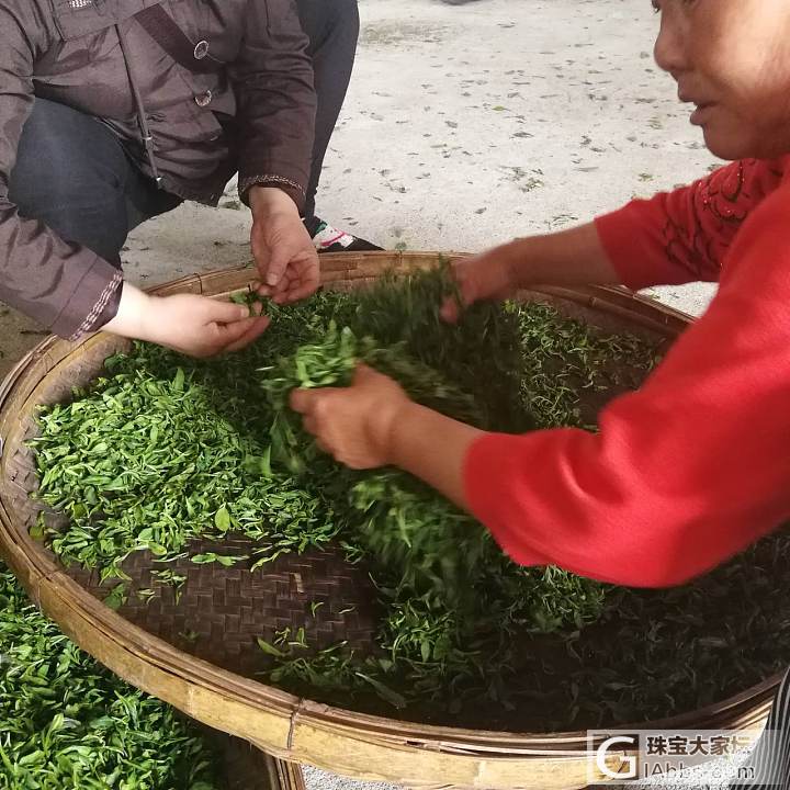 今天去崂山阿姨家炒茶啦，还有一只不到2个月的小猫咪。_旅游茶叶