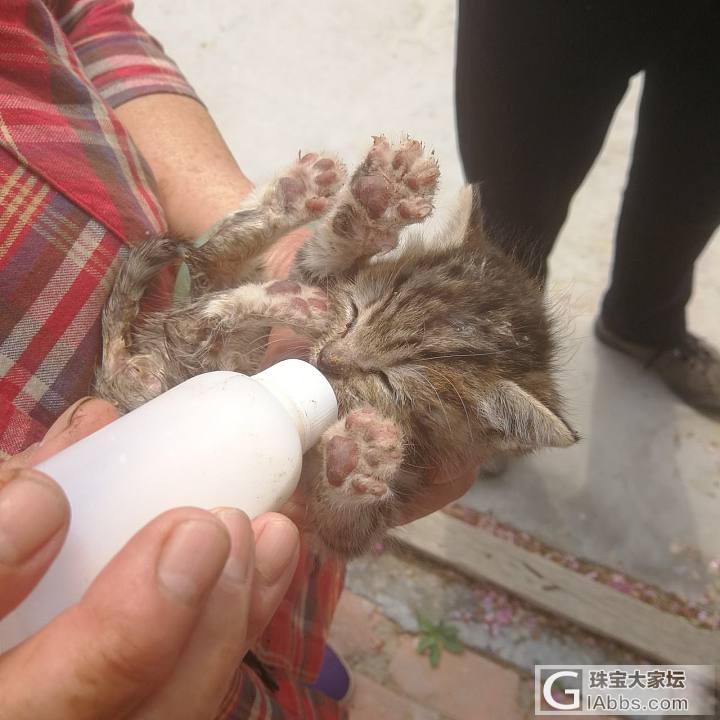 今天去崂山阿姨家炒茶啦，还有一只不到2个月的小猫咪。_旅游茶叶