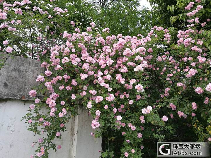 抓住春天的尾巴晒花花_花旅游