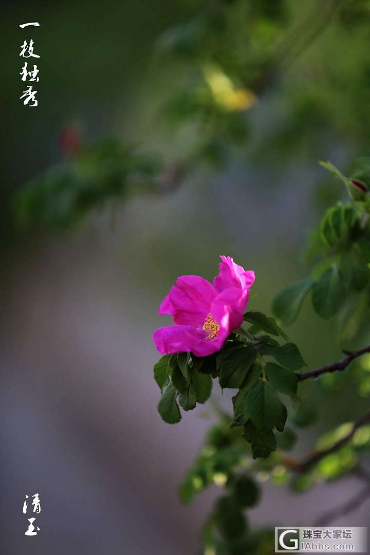 花开花落又一春_摄影