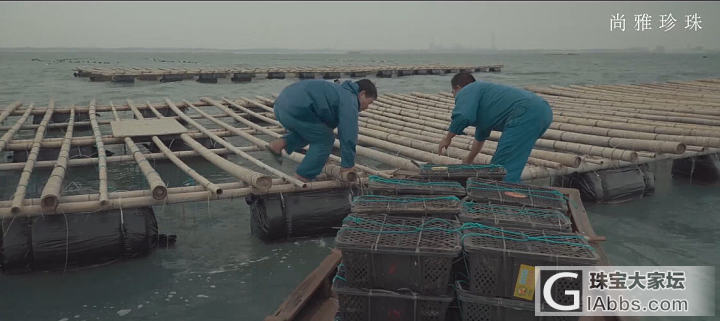 来一组完整的akoya 珍珠的培育过程图_海水珍珠