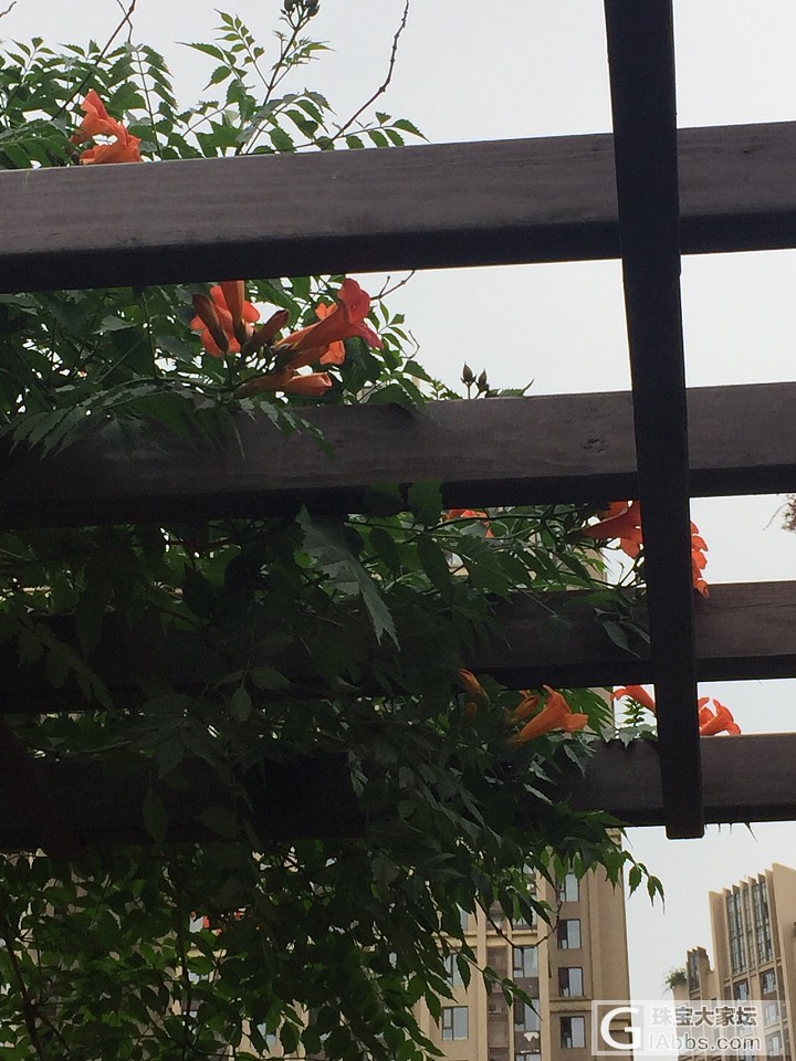 我有一树花—之三_挂件珊瑚