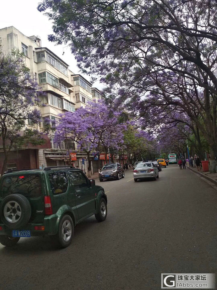 假装去看蓝楹花_花闲聊