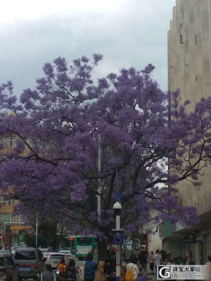 假装去看蓝楹花_花闲聊